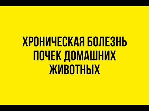 Видео: 20 лекций о болезнях животных. ХПН, ХБП животных.