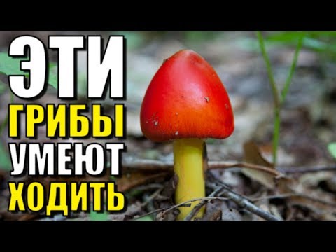 Видео: ЭТИ ГРИБЫ УМЕЮТ ХОДИТЬ!!!