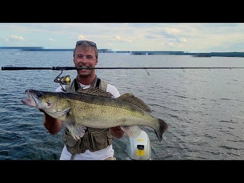 Видео: Нашли логово. Рекордный судак. Рыбалка 2023
