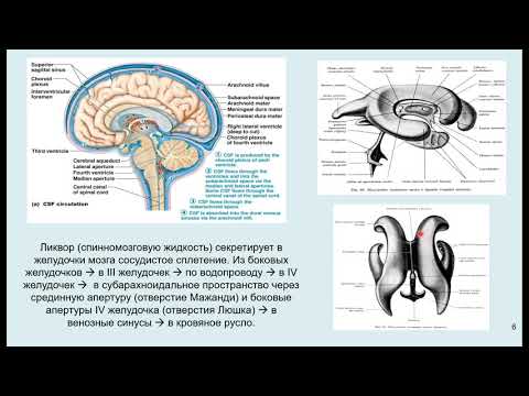 Видео: Дубынин В. А. - Мозг: как он устроен и работает - 2. Спинной мозг. Черепные нервы