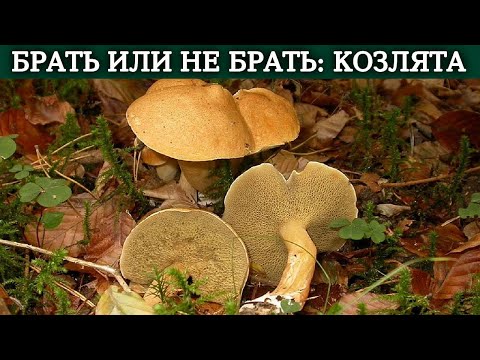 Видео: Грибы-козлята: брать или не брать? Как выглядят, где растут и что из них приготовить?