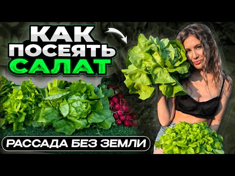 Видео: КАК ПОСЕЯТЬ САЛАТ | РАССАДА САЛАТА БЕЗ ЗЕМЛИ | Проверенные способы без прореживания