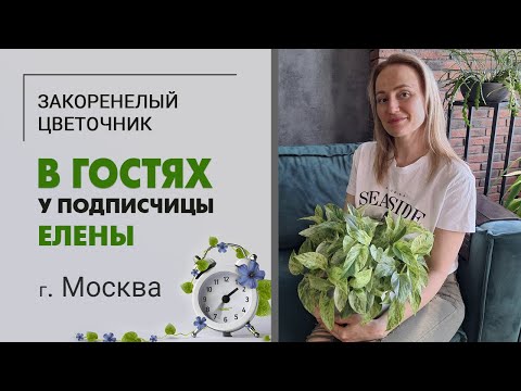 Видео: В гостях у Елены, г Москва. Шикарный сциндапсус, монстеры, замиокулькас, суккуленты на северном окне