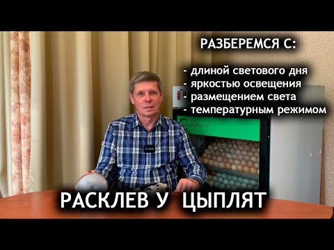 Видео: Расклев у цыплят. Основные ошибки. Как избежать расклева.