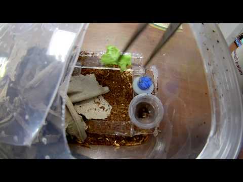 Видео: простейший инсектарий для тараканов.