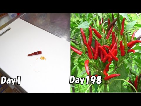 Видео: Как вырастить перец чили из магазинного перца чили