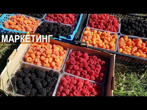 Видео: Ягодный бизнес. Сбор, маркетинг, сбыт. Тульская ягодная компания