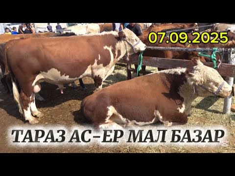 Видео: ІРІ ҚАРА БАҒАСЫНА ОБЗОР / ТАРАЗ МАЛ БАЗАР