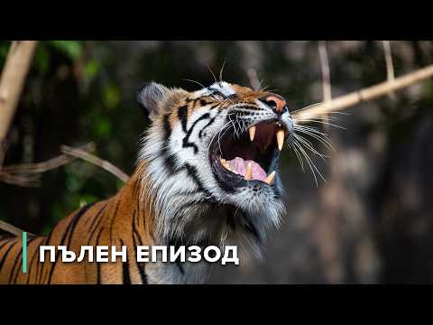 Видео: Борбата на една майка да запази малките си живи | В дивата Индия 105