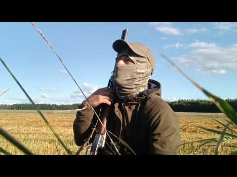 Видео: ОХОТА НА УТКУ С ПОДХОДА 2025г. СГЛАЗ ПОДПИСЧИЦЫ )))). #охота#охотанаутку#утки#охотасподхода#hunting 