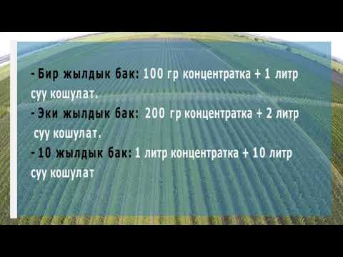 Видео: ГРОХУС БИО ЖЕР СЕМИРТКИЧИ МӨМӨ-ЖЕМИШ БАКТАРГА КАНДАЙ  БЕРИЛЕТ?