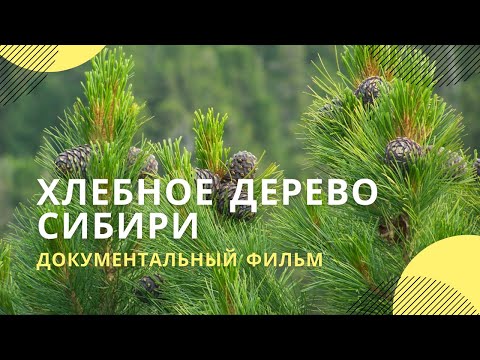 Видео: «Хлебное дерево Сибири» | Документальный фильм