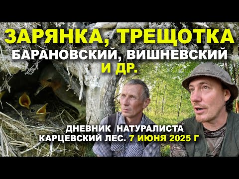 Видео: Птицы Карцевского леса. Дневник 7 июня 2025 г.