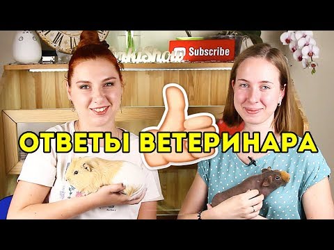 Видео: ОТВЕЧАЕТ ВЕТЕРИНАР Специалист По Грызунам РОДЕНТОЛОГ: КУПАНИЕ МОРСКИХ СВИНОК, БОЛЕЗНИ, НАПОЛНИТЕЛЬ