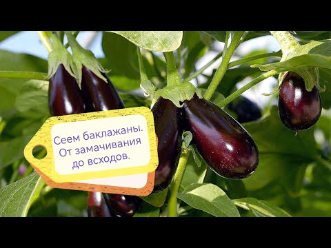 Видео: БАКЛАЖАНЫ ВСХОДЯТ ДРУЖНО. Лёгкий способ посева баклажан.