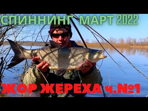 Видео: Бешенный клев КРУПНОГО ЖЕРЕХА В МАРТЕ 2022 спиннинг.Беларусь.р.Припять.Открытие сезона жидкой воды