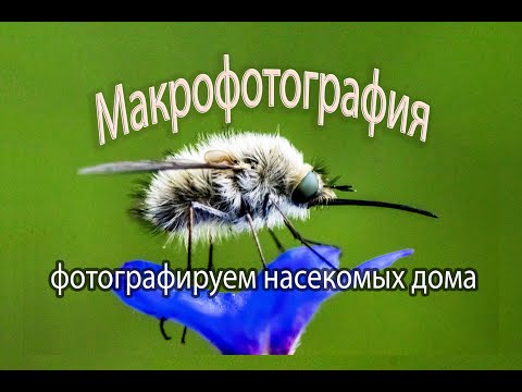 Видео: Макрофотография.Фотографируем насекомых дома.