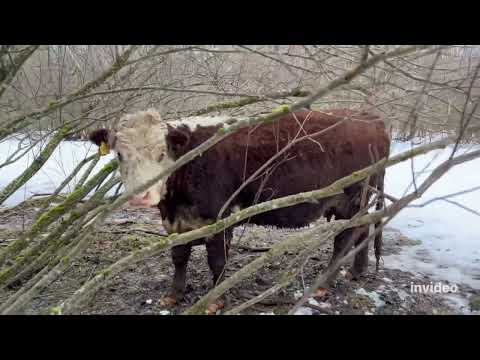 Видео: О болезнях, отелах мясных коров #герефорд #корова #ферма #животные #болезнь#лечение #отел #кормление