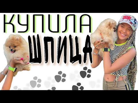 Видео: ЗАБИРАЮ ЩЕНКА🐾 первые дни шпица дома🏠 первая прогулка…