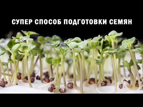 Видео: Супер способ подготовки семян: дружные всходы и урожайность выше на 30% обеспечены.