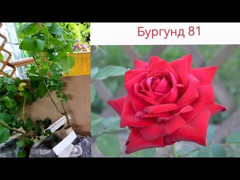 Видео: Розы-'"Русалочки" из питомника "Вокруг роз" 🌹💓🌹в Саду Двух Котов 🐈‍⬛🌹🐈