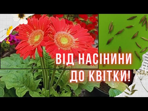 Видео: Гербера з насіння: я зробила це! Як виростити магазинну квітку вдома? Успіхи та помилки