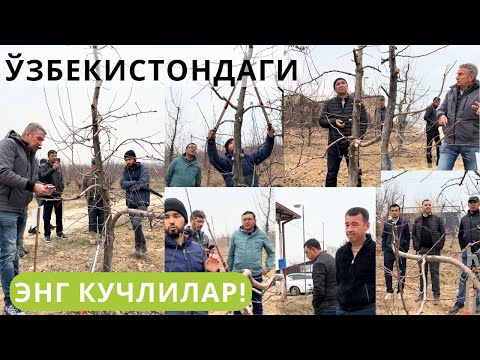 Видео: МАРКАЗИЙ ОСИЁНИНГ ЭНГ КУЧЛИ МУТАХАССИСЛАРИ БИРЛАШИБ ДАРАХТ КЕСИШДИ!