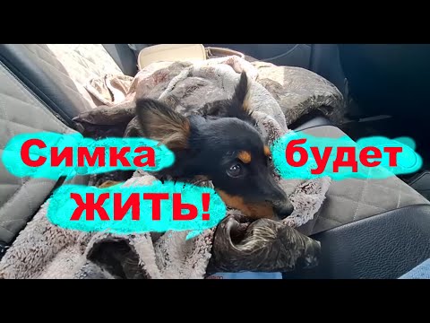Видео: #257 Симка попала в беду. День рождения отмечать некогда.