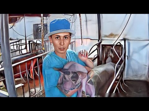 Видео: Поросята мутанты! Нашли собаку в поле!