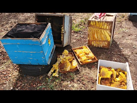 Видео: Пересадил проблемного роя в улей . Слабонервным не смотреть ❌ жесть контент пчеловод варвар!!!