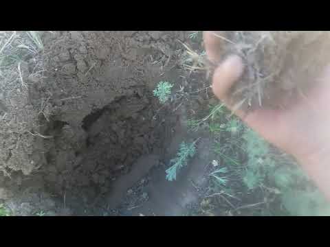 Видео: Краткая инструкция к металлоискателю TX 950