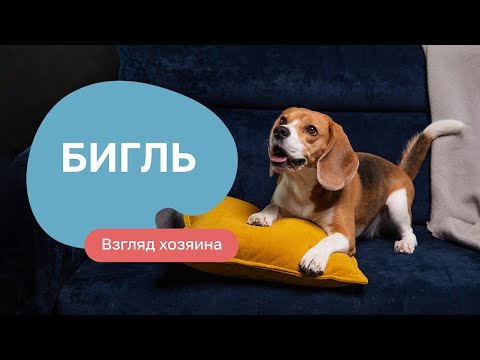 Видео: Бигль: все о породе, плюсы и минусы — шоу «Ожидание/реальность»