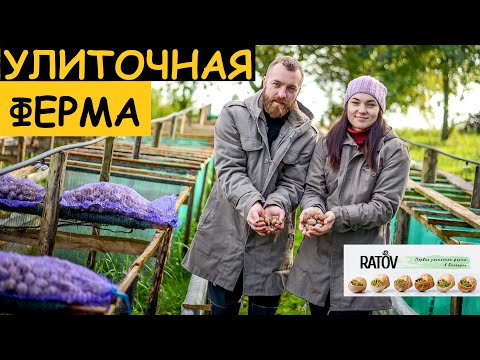 Видео: Виноградная улитка - деликатес? Улиточная ферма "РАТОВ"