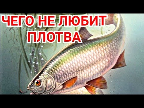 Видео: ЧЕГО НЕ ЛЮБИТ ПЛОТВА?