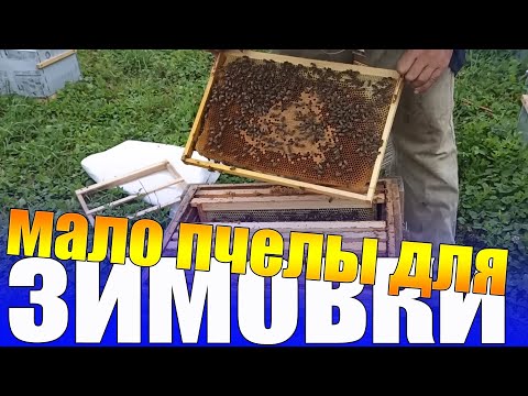 Видео: Как успешно зимовать с отводками пчел. Слабые пчелиные семьи зимуют без проблем
