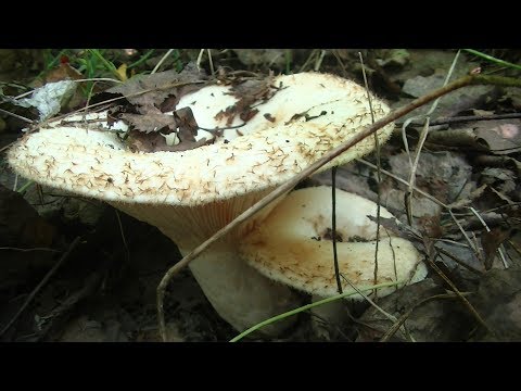 Видео: Груздь Настоящий! Сбор в заколдованном лесу Белых- Сырых Груздей!