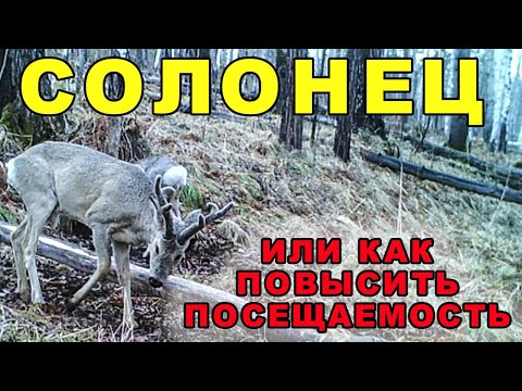 Видео: Солонец или как повысить посещаемость