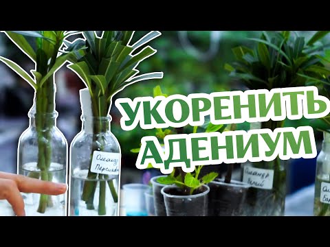 Видео: Как Укоренить Черенки Адениума и Олеандра...