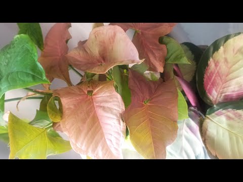 Видео: Обзор растений, часть 2