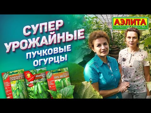 Видео: Самые Урожайные Огурцы от Натальи Петренко