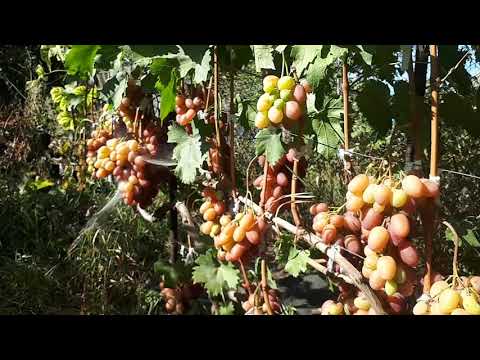 Видео: Азіміна, Хурма , Виноград та інша єкзотика у Вінниці