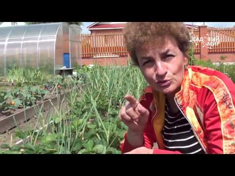 Видео: Как размножать клубнику садовую землянику. Сайт "Садовый мир"