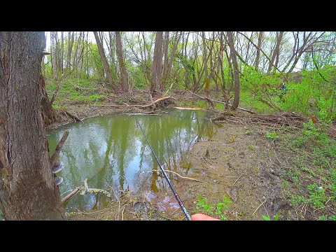 Видео: СПИННИНГ на РУЧЬЕ - ПЛОТВА на УЛЬТРАЛАЙТ! Ультралайт с примесью "донки" - ЭТО РАБОТАЕТ!