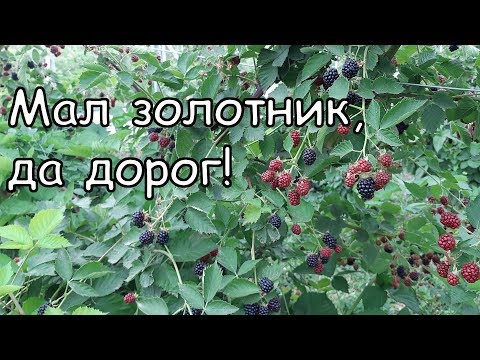 Видео: Ежевика Лох Тей. Рассмотрим все плюсы и минусы