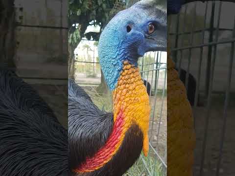 Видео: Казуар, Индонезия / Cassowary, Indonesia / Kasuari / Casuarius