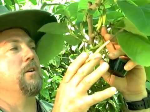 Видео: Опыление Анона Черимойя ( Annona cherimola)