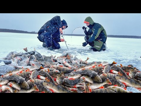 Видео: РУКИ ТРЯСУТСЯ! ЩУКУ НА ПОДЛЕДНИКИ! Первый лёд 2024 2025