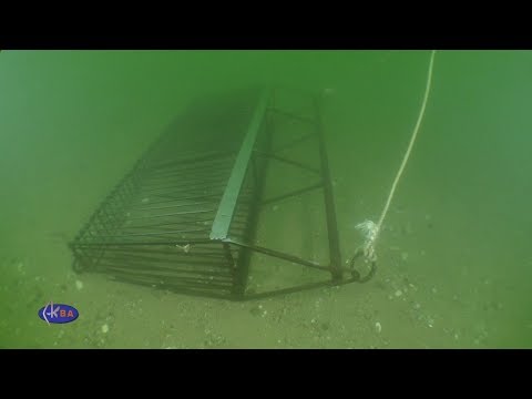 Видео: Ловля рапан драгой.