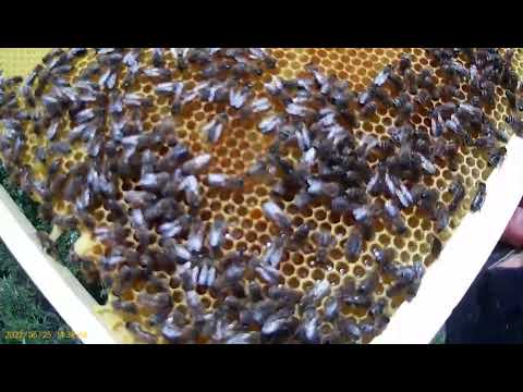 Видео: Пчелопакеты из Узбекистана спустя два месяца часть 2.