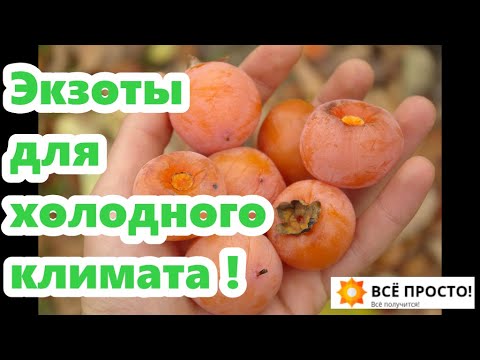 Видео: Разбор посылок! Мои новинки: Азимина, Хурма виргинская, грецкие и чёрные орехи, сумах, сосна жёлтая